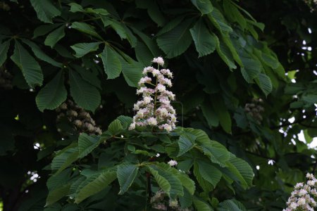 Téléchargez les photos : Gros plan des boutons floraux d'un châtaignier, Aesculus hippocastanum. - en image libre de droit