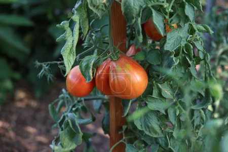 Tomates mûres dans le jardin.