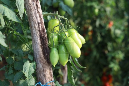 Téléchargez les photos : Tomates mûres dans le jardin. - en image libre de droit