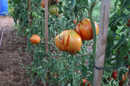 Téléchargez les photos : Tomates mûres dans le jardin. - en image libre de droit