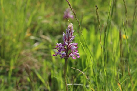 Foto de Orchis Militaris es una orquídea púrpura en un prado. Especies raras y en peligro de extinción. - Imagen libre de derechos