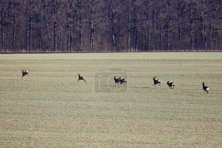 A herd of roe deer running away from danger.