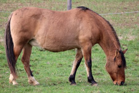 Téléchargez les photos : Un cheval se reposera dans une prairie verte. - en image libre de droit