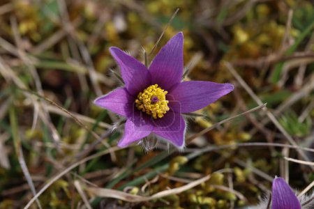 Hermosa flor esponjosa púrpura Oriental Pulsatilla patens pasqueflower.
