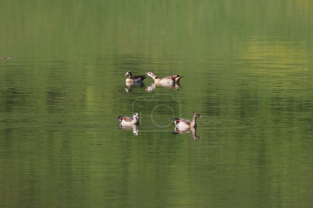 Wild Egyptian geese swim in the lake.
