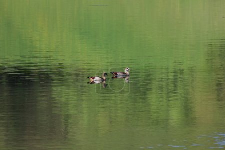 Oies égyptiennes sauvages nagent dans le lac.