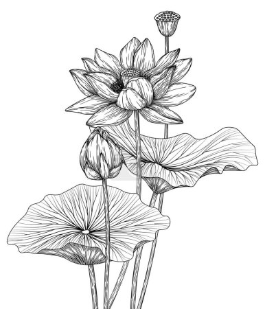 Ilustración de Ilustración vectorial de flores, brotes y hojas de loto - Imagen libre de derechos