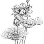 Vector illustration of lotus flowers, buds and leaves