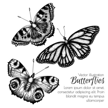 Téléchargez les illustrations : Illustration vectorielle de 3 insectes linéaires. Papillon monarque, papillon urticaire, papillon paon en style gravure - en licence libre de droit