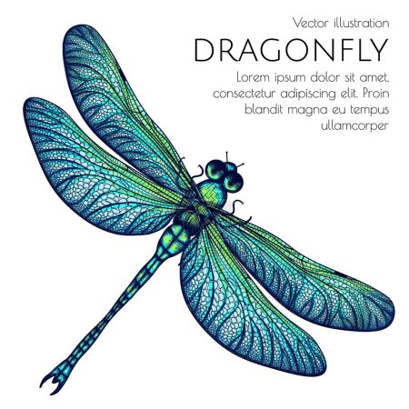 Téléchargez les illustrations : Illustration vectorielle d'une libellule verte-bleue - en licence libre de droit