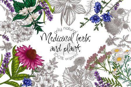 Illustration for Vector frame of medicinal herbs in engraving style. Linear chamomile, chicory, clover, lavender, plantain, valerian, echinacea, rosehip, coltsfoot, ginkgo, burdock, rosemary, St. John's wort - Royalty Free Image