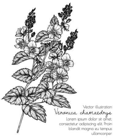 Ilustración de Ilustración vectorial de una rama Veronica chamaedrys en el estilo de grabado - Imagen libre de derechos