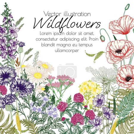 Illustration for Vector frame of wildflowers and plants. Chamomile, clover, fern, chicory, poppy, valerian, cornflowers, bluebells, St. John's wort, veronica in engraving style - Royalty Free Image