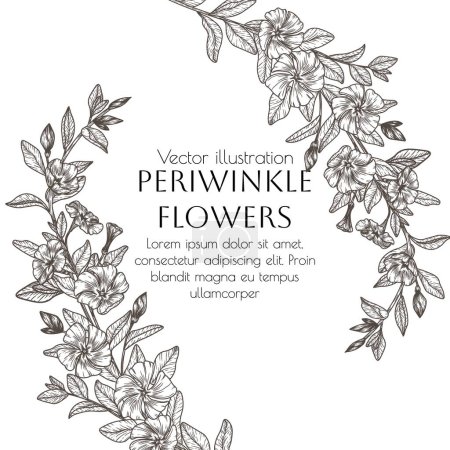 Illustration for Vector illustration of a branch of periwinkle flowers in engraving style - Royalty Free Image