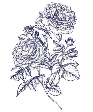 Illustration for Vector illustration of a tea rose branch in engraving style - Royalty Free Image