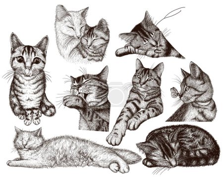 Téléchargez les illustrations : Ensemble vectoriel de 9 chats différents dans le style de gravure - en licence libre de droit