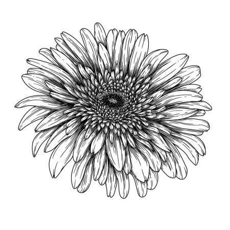 Téléchargez les illustrations : Illustration vectorielle de la fleur de gerbera en style gravure - en licence libre de droit