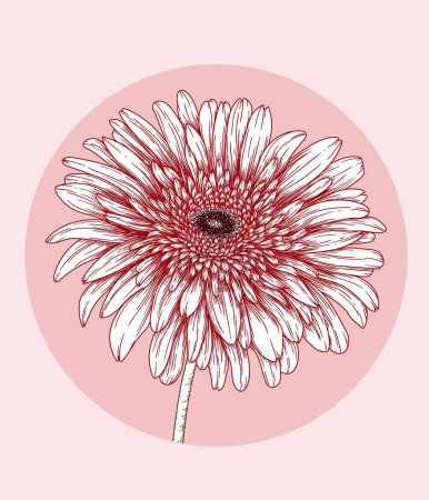 Téléchargez les illustrations : Illustration vectorielle de fleur de gerbera rouge en style gravure - en licence libre de droit