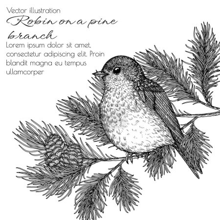 Illustration for Vector illustration of a robin on a pine branch in engraving style - Royalty Free Image
