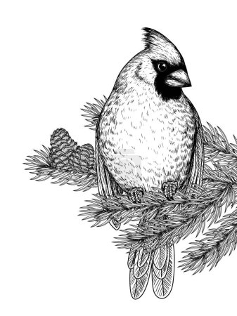 Téléchargez les illustrations : Illustration vectorielle d'un oiseau cardinal rouge sur une branche d'épinette en style gravure - en licence libre de droit