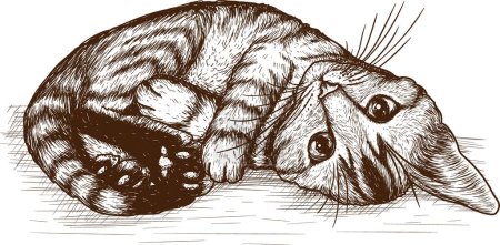  Vector illustration of a tabby kitten curled into a ball in engraving style