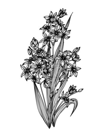  Vector illustration of a branch of Scilla in engraving style
