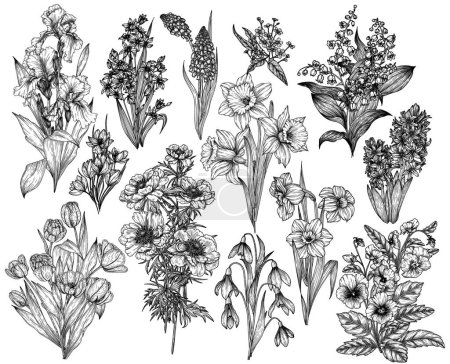  Ensemble vectoriel de 13 bouquets de fleurs printanières. Gouttes de neige, crocus, brunnera, tulipes, muscari, jacinthes, iris, jonquilles, culottes, lis de la vallée, anémone, scilla 