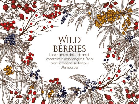  Vector illustration of wild berries in engraving style. Cornus sanguinea, sea buckthorn, rose hips, ligustrum, hawthorn