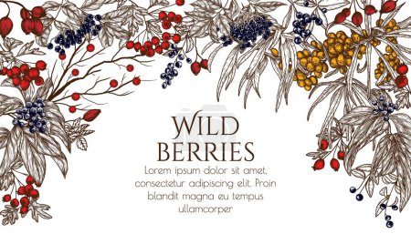  Vector illustration of wild berries in engraving style. Cornus sanguinea, sea buckthorn, rose hips, ligustrum, hawthorn, elderberry