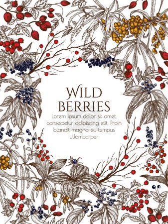  Vector illustration of wild berries in engraving style. Cornus sanguinea, sea buckthorn, rose hips, ligustrum, hawthorn, elderberry, paris quadrifolia, lily of the valley berries