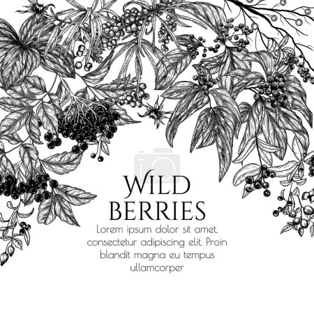  Vector frame of wild berries in engraving style. Cornus sanguinea, sea buckthorn, rose hips, ligustrum, hawthorn, elderberry, paris quadrifolia