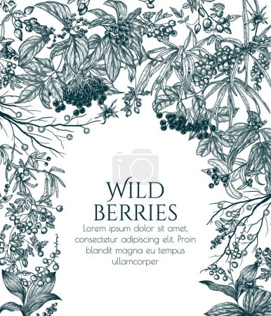  Vector illustration of wild berries in engraving style. Cornus sanguinea, sea buckthorn, rose hips, ligustrum, hawthorn, elderberry, paris quadrifolia, lily of the valley berries