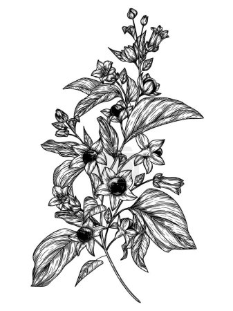 Téléchargez les illustrations : Illustration vectorielle de la branche belladonna en style gravure - en licence libre de droit