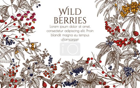 Vector frame of forest berries. Cornus sanguinea, sea buckthorn, rose hips, ligustrum, hawthorn, elderberry, paris quadrifolia, lily of the valley berries, euonymus, belladonna