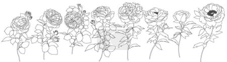  Vector set of 8 linear rose odorata and peony flowers
