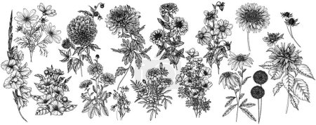  Ensemble vectoriel de 16 fleurs d'automne. Dahlia, cosmos, zinnia, souci, calendula, rudbeckia, gladiolus, datura, eryngium, allium, chrysanthème, lobélie en style gravure