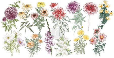 Ilustración de Conjunto vectorial de 13 flores de otoño. Dalia, cosmos, zinnia, caléndula, caléndula, rudbeckia, gladiolo, datura, eringio, alium, crisantemo - Imagen libre de derechos