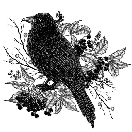  Illustration vectorielle d'un corbeau sur une branche de sureau en style gravure