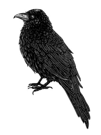  Illustration vectorielle d'un corbeau en style gravure