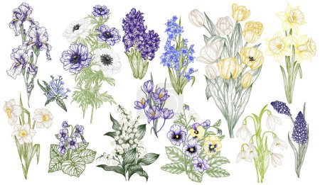  Ensemble vectoriel de 14 bouquets de fleurs printanières. Gouttes de neige, crocus, brunnera, tulipes, muscari, jacinthes, iris, jonquilles, culottes, lis de la vallée, anémone, scilla
