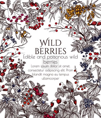 Illustration for Vector frame of edible and poisonous wild berries. Cowberry, sea buckthorn, rose hips, ligustrum, hawthorn, elderberry, paris quadrifolia, lily of the valley berries, euonymus, belladonna, strawberry - Royalty Free Image