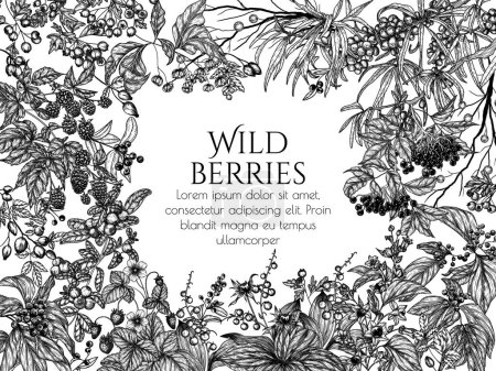 Illustration for Vector frame of edible and poisonous wild berries. Cowberry, sea buckthorn, rose hips, ligustrum, hawthorn, elderberry, paris quadrifolia, blackberry, euonymus, belladonna, strawberry - Royalty Free Image
