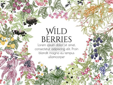 Illustration for Vector frame of edible and poisonous wild berries. Cowberry, sea buckthorn, rose hips, ligustrum, hawthorn, elderberry, paris quadrifolia, blackberry, euonymus, belladonna, strawberry, blueberry - Royalty Free Image