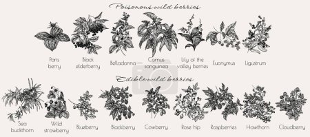  Vector set of edible and poisonous wild berries. Sea buckthorn, strawberry, raspberry, blueberry, blackberry, lingonberry, cloudberry, rose hip, hawthorn, belladonna, elderberry, euonymus, lingonberry