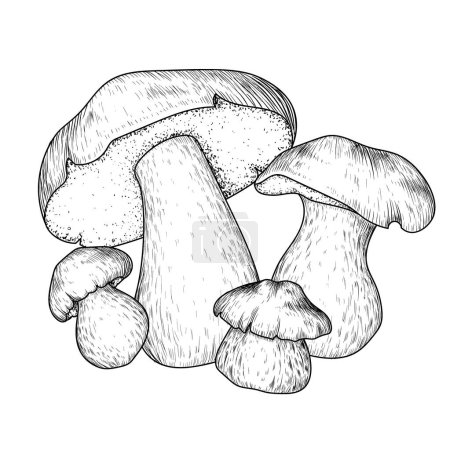  Vector illustration of porcini mushrooms in engraving style