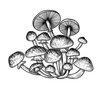 Vector illustration of a honey mushroom bush in engraving style