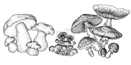  Vector set of mushroom bushes. Fly agaric, honey mushroom, porcini mushroom in engraving style