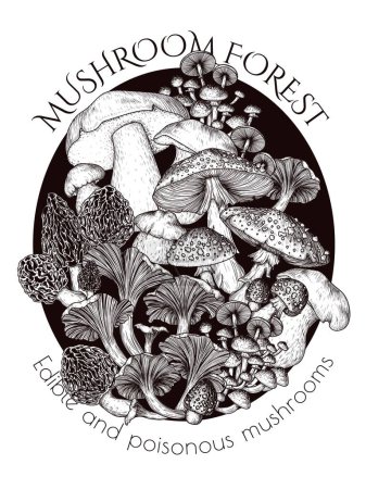  Vektorillustration eines Busches aus essbaren und giftigen Waldpilzen. Pfifferlinge, Steinpilze, Honigpilze, Fliegenpilze, Morcheln