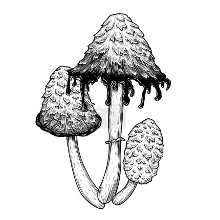 Ilustración de Ilustración vectorial de hongos Coprinus comatus en estilo grabado - Imagen libre de derechos