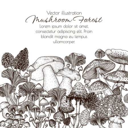  Vector frame of forest mushrooms. Fly agaric, porcini mushroom, chanterelles, honey mushrooms, morel, bamboo, common bonnet , Coprinus comatus